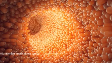 enzyme that breaks down starch