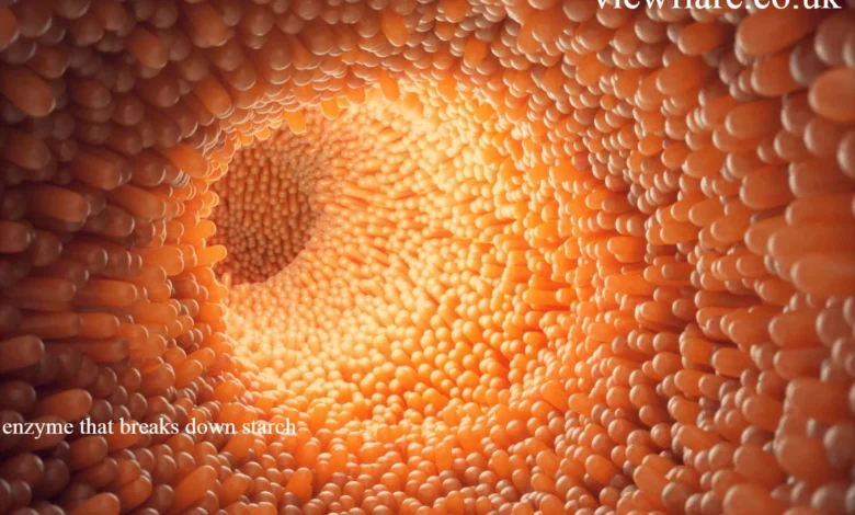 enzyme that breaks down starch